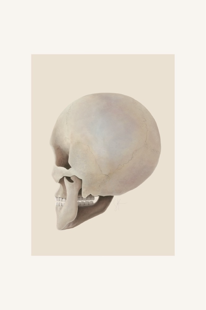 Posterior view of skull anatomy illustration