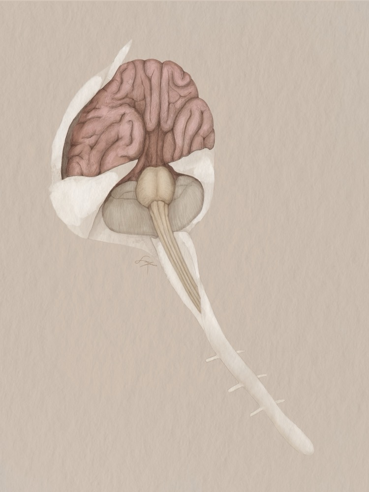 Spinal cord anatomy study linework