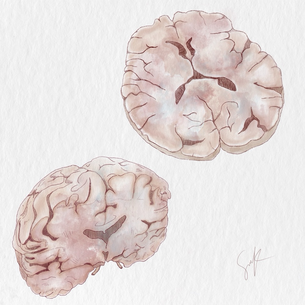 Axial and coronal anatomy study