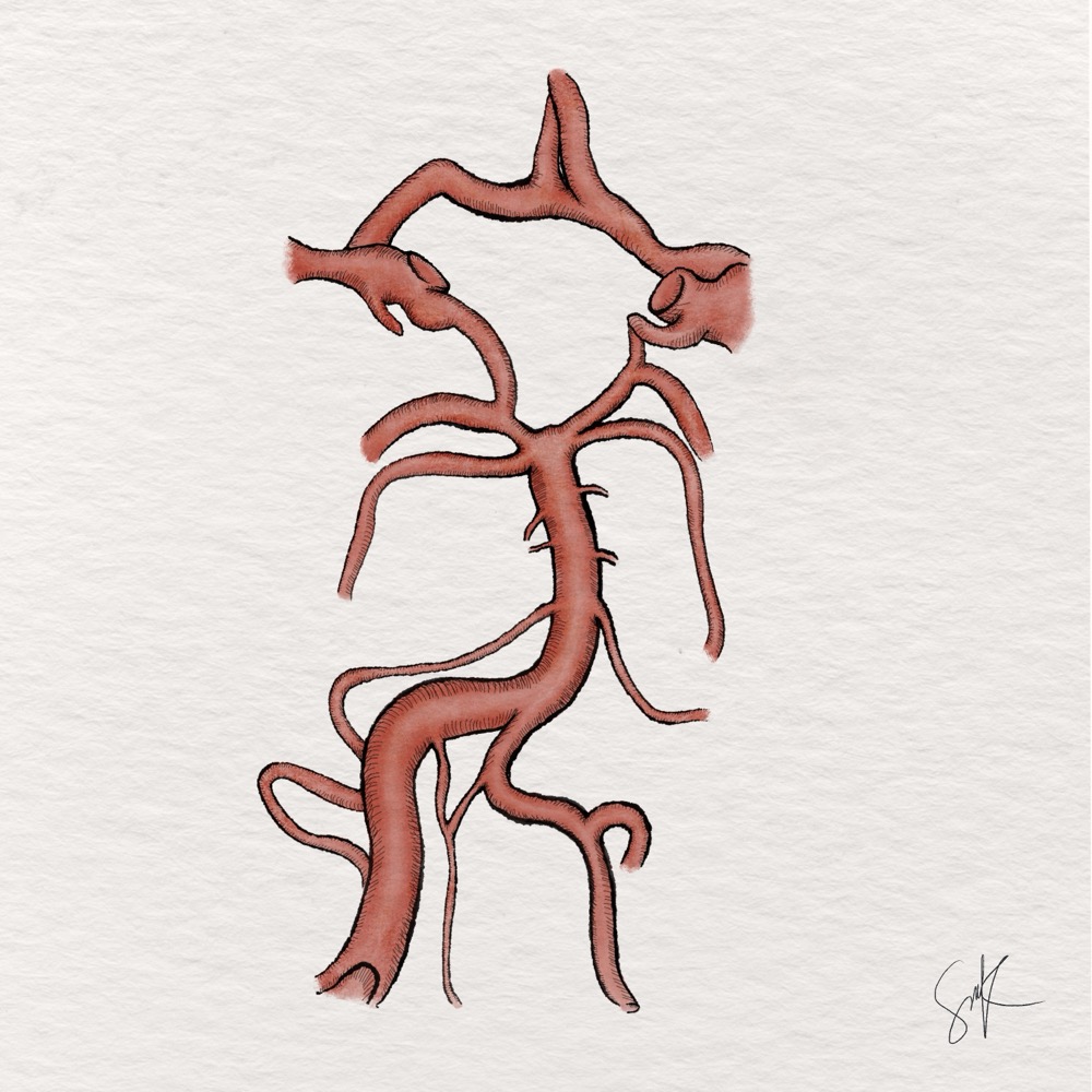 Circle of Willis anatomy study