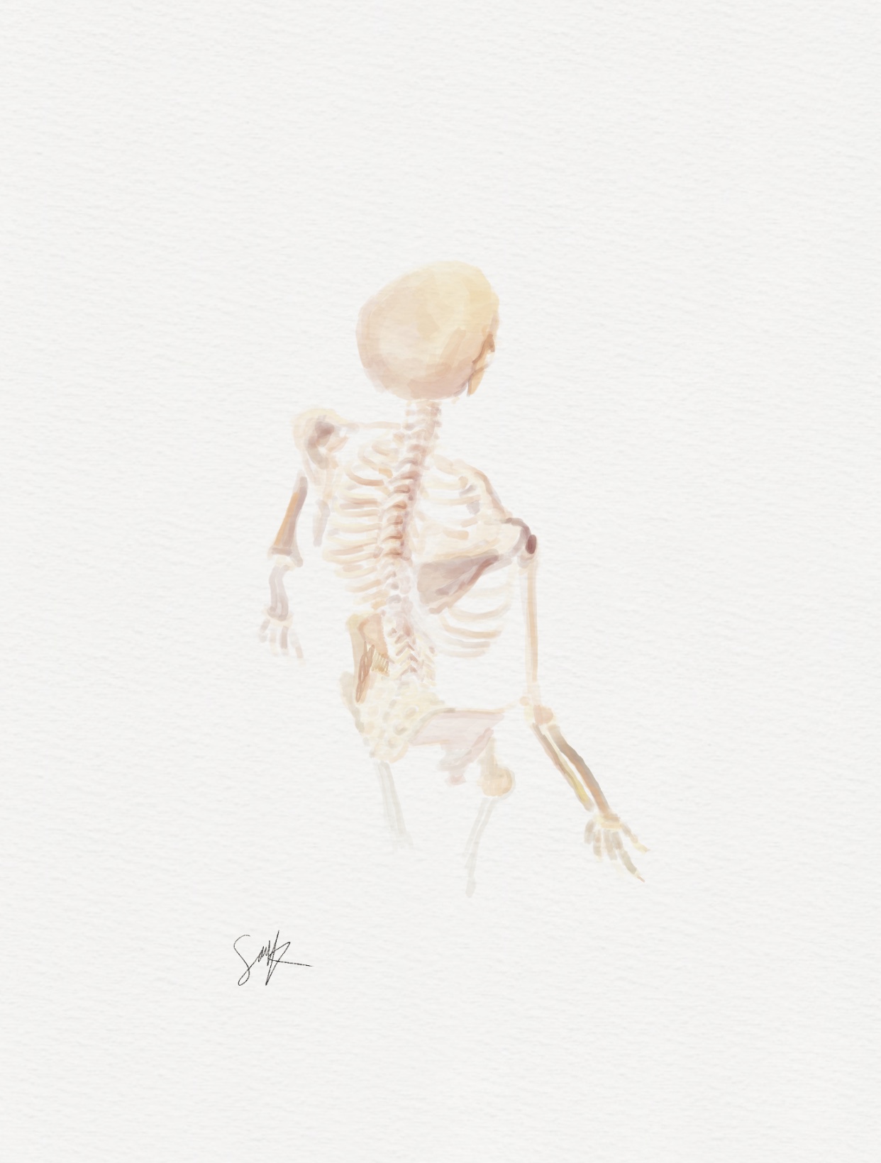 Skeleton anatomy study