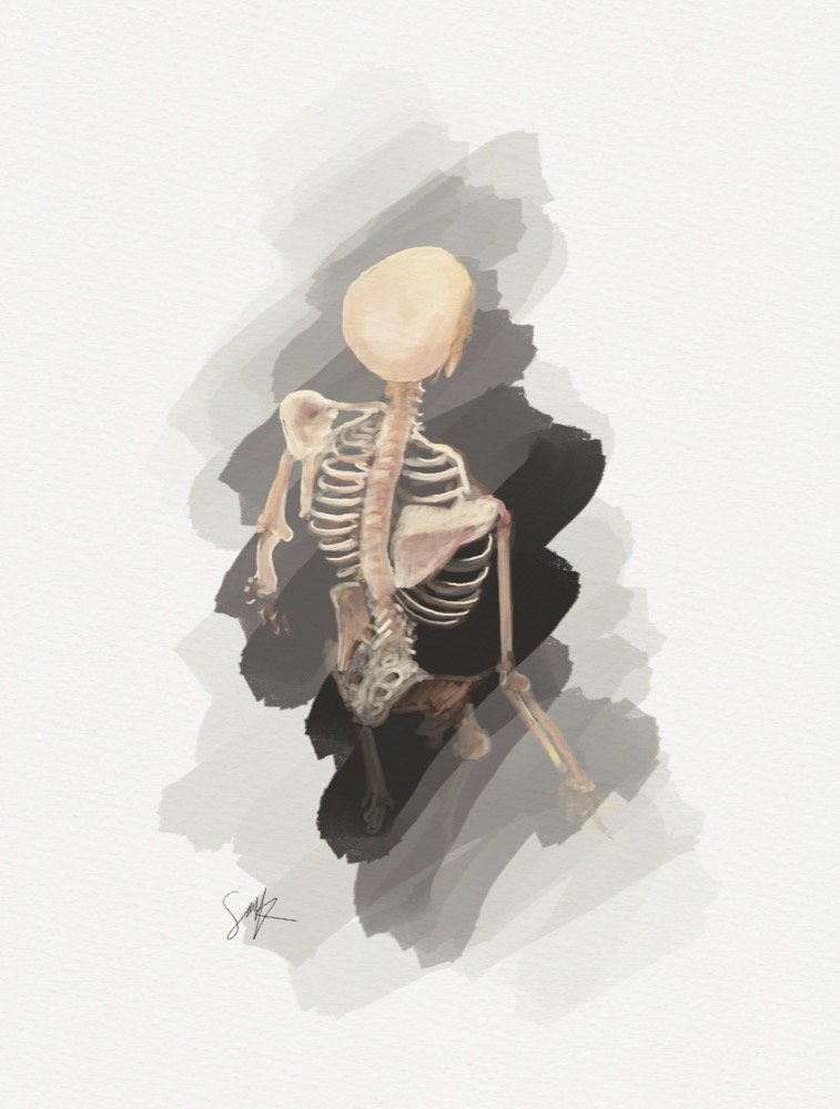 Skeleton anatomy study