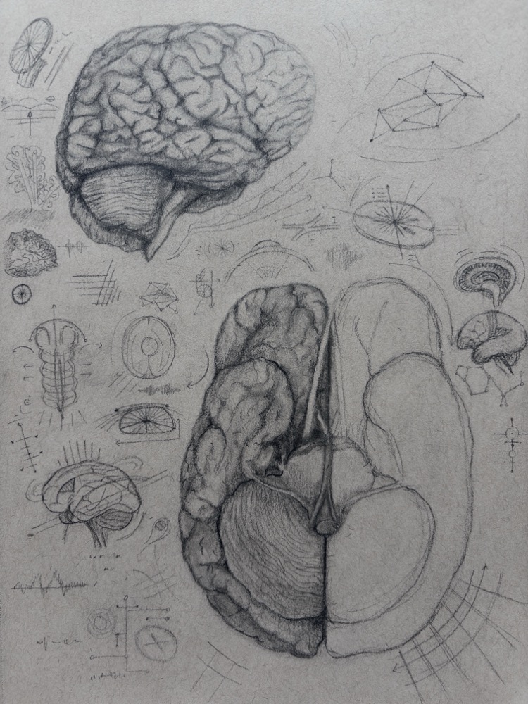 Whole brain drawing in lateral and inferior view